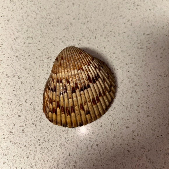 Small Cockle Shells with Pattern - Picture 6 of 6